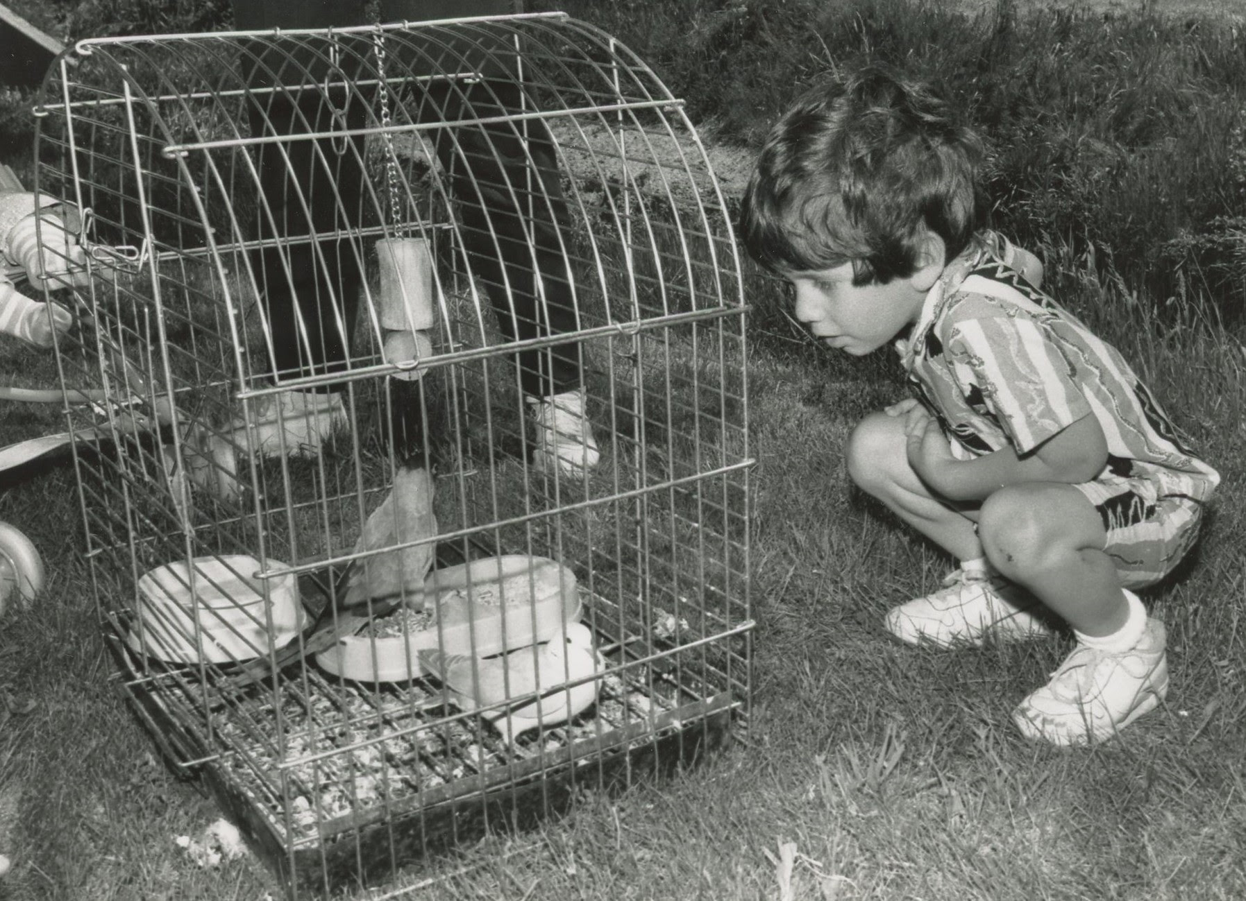 pet bird, young boy